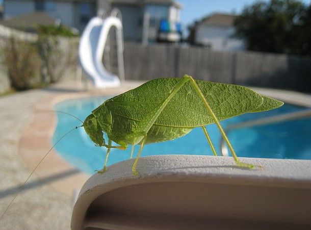 Katydid facts are interesting