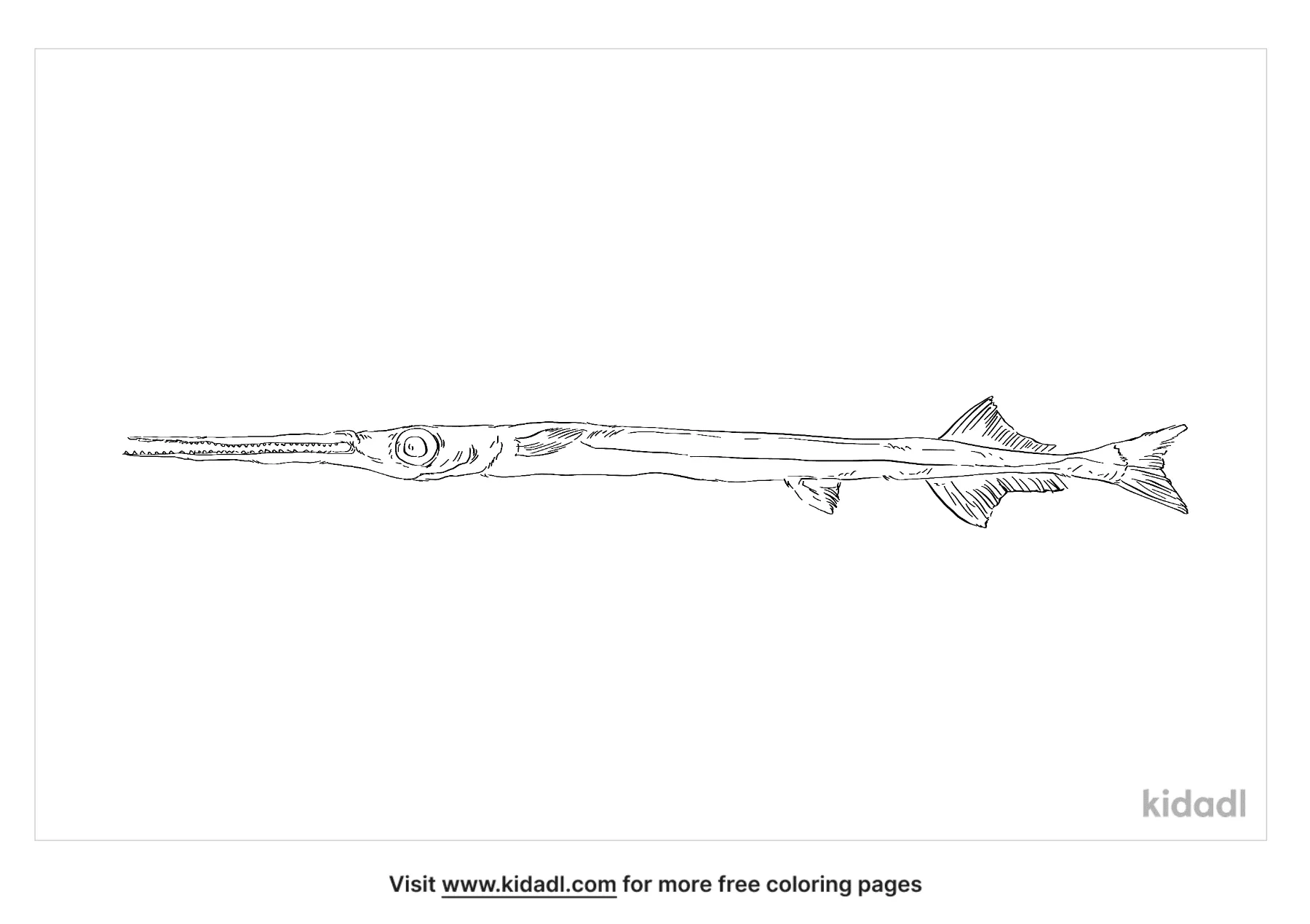 Keeltail Needlefish Coloring Page
