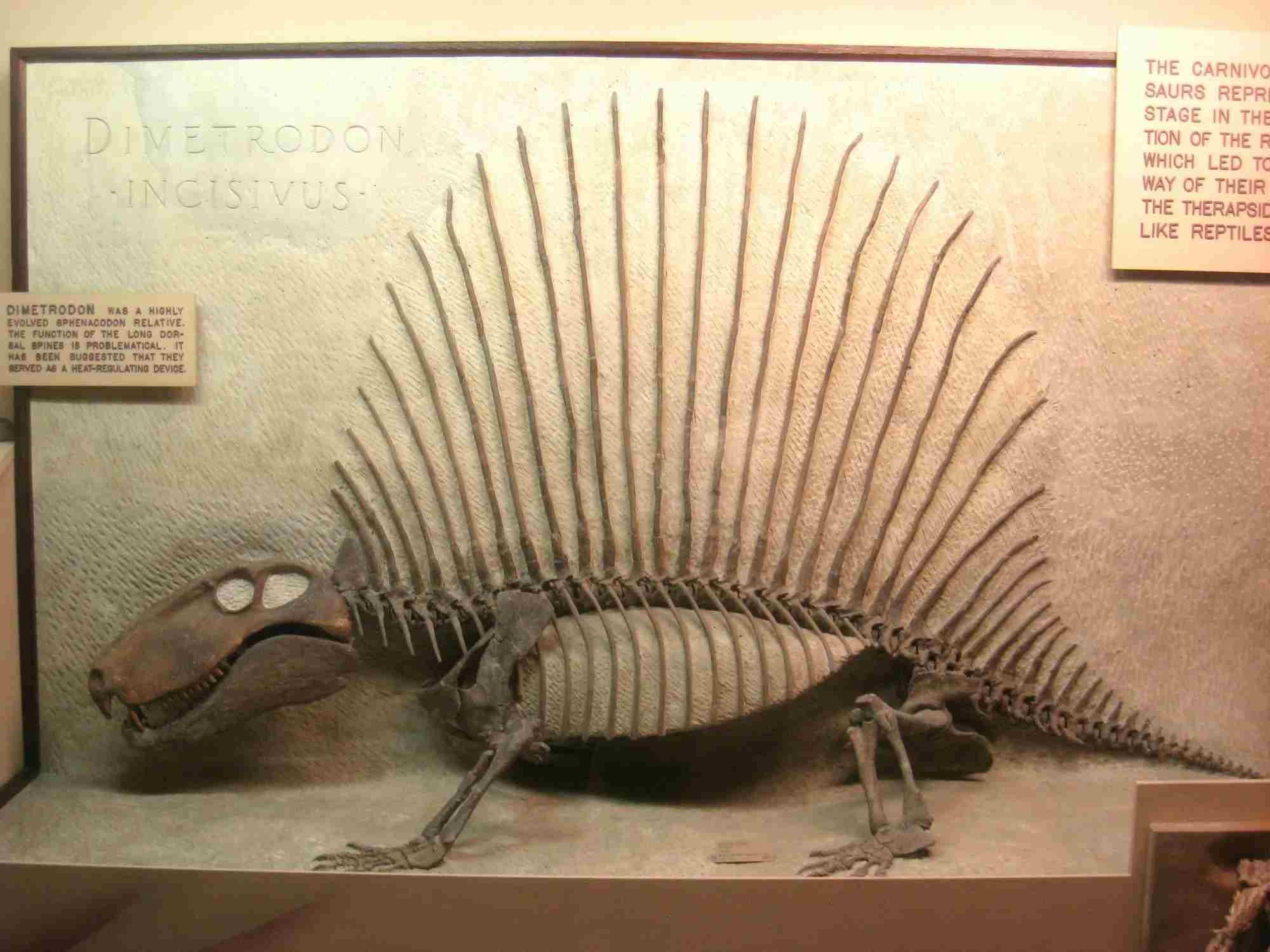 Smaller dimetrodon species had large sails