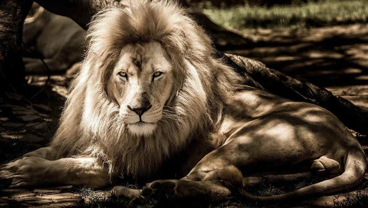 Who Is The King Of The Jungle? Interesting Facts For Kids | Kidadl