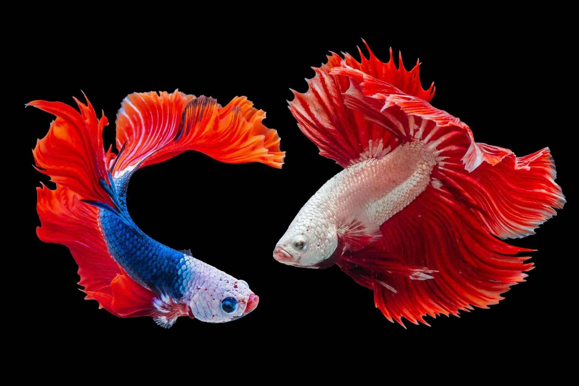 Blue and white betta fishes.  