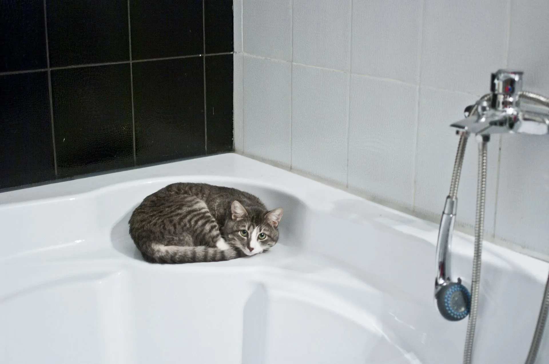 Cat sitting in bathtub.