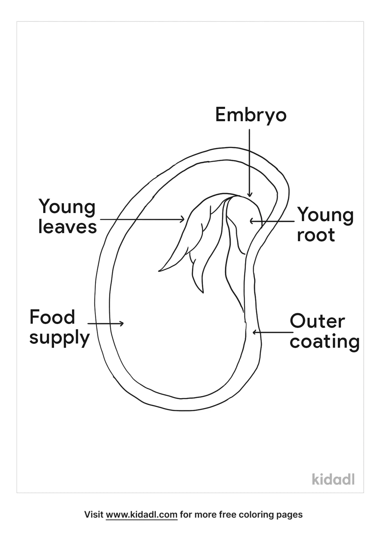 Free Labeled Seed Coloring Page | Coloring Page Printables | Kidadl