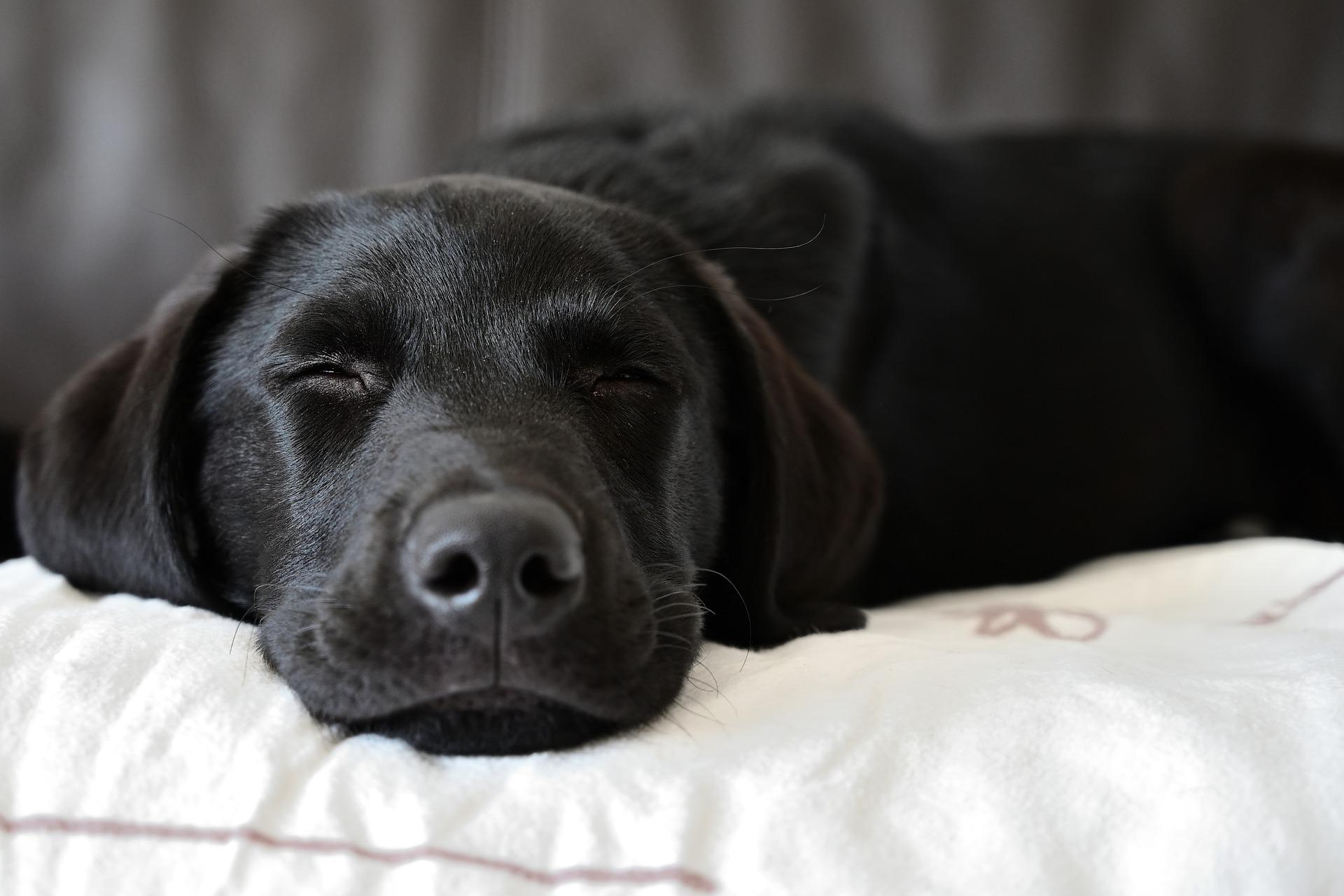 what is the oldest living labrador retriever