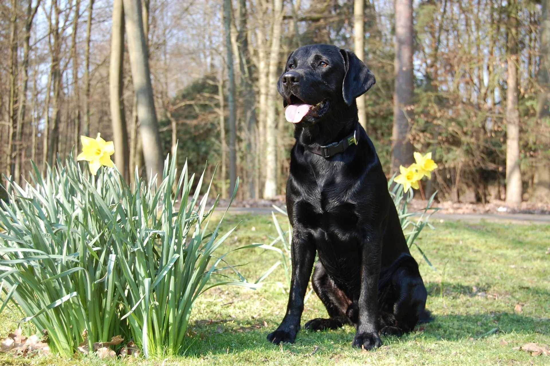 are golden retrievers the same breed as labradors