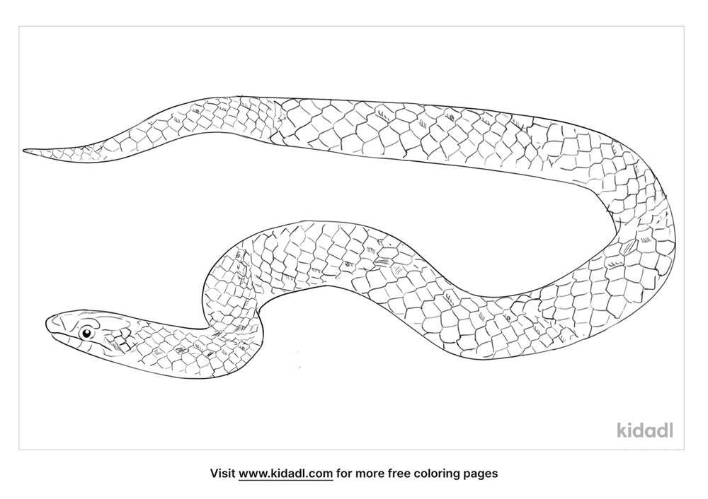 Colubrid Snake Coloring Page | Free Reptiles Coloring Page | Kidadl