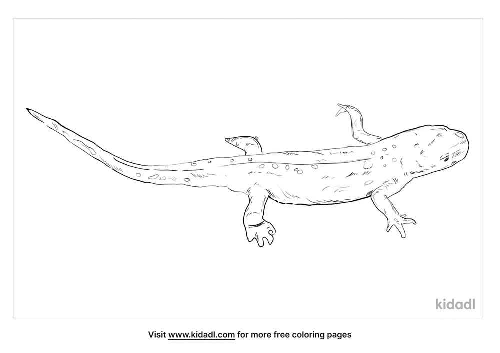 Common Newt Coloring Page | Free Amphibians Coloring Page | Kidadl