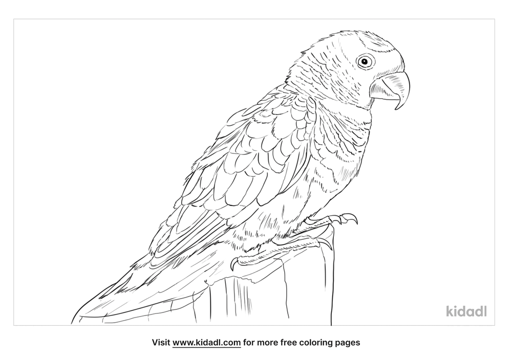 Dusky Lory Coloring Page | Free Sea Coloring Page | Kidadl