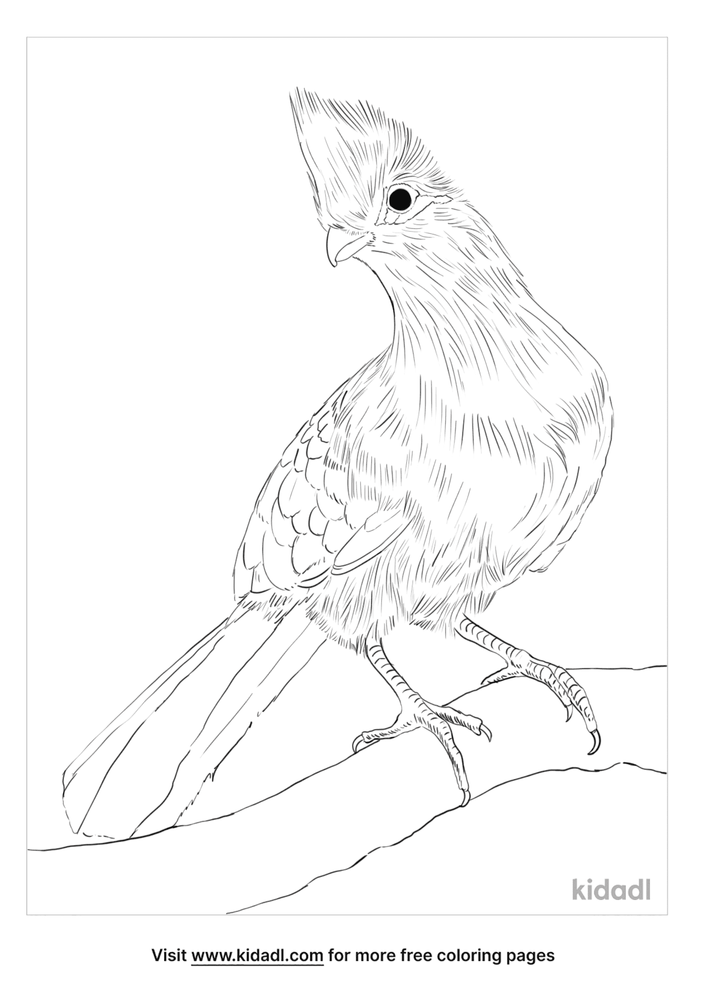 Knysna Turaco Coloring Page | Free Birds Coloring Page | Kidadl