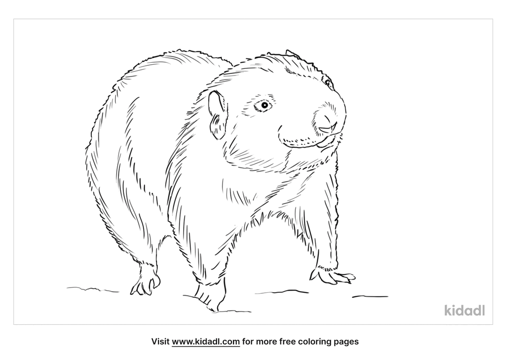 Mountain Beaver Coloring Page | Free Birds Coloring Page | Kidadl