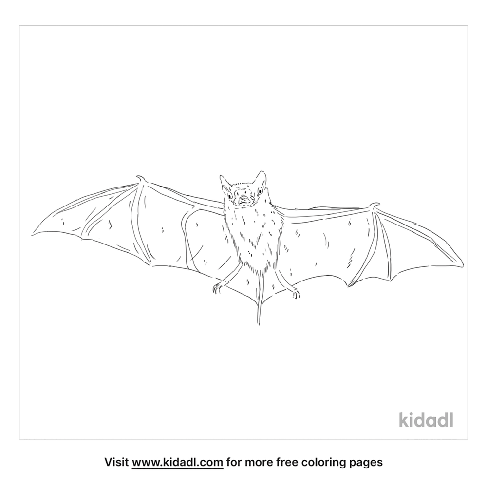 New Zealand Lesser Short-Tailed Bat Coloring Page | Free Mammals ...