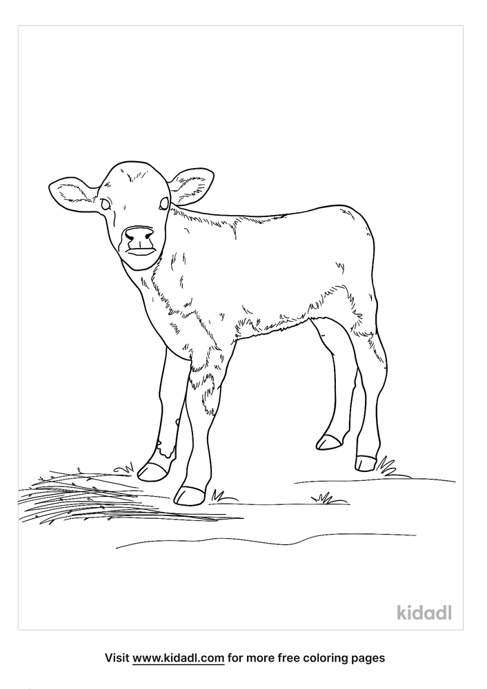 Best Ideas For Coloring Baby Calf Coloring Pages | The Best Porn Website