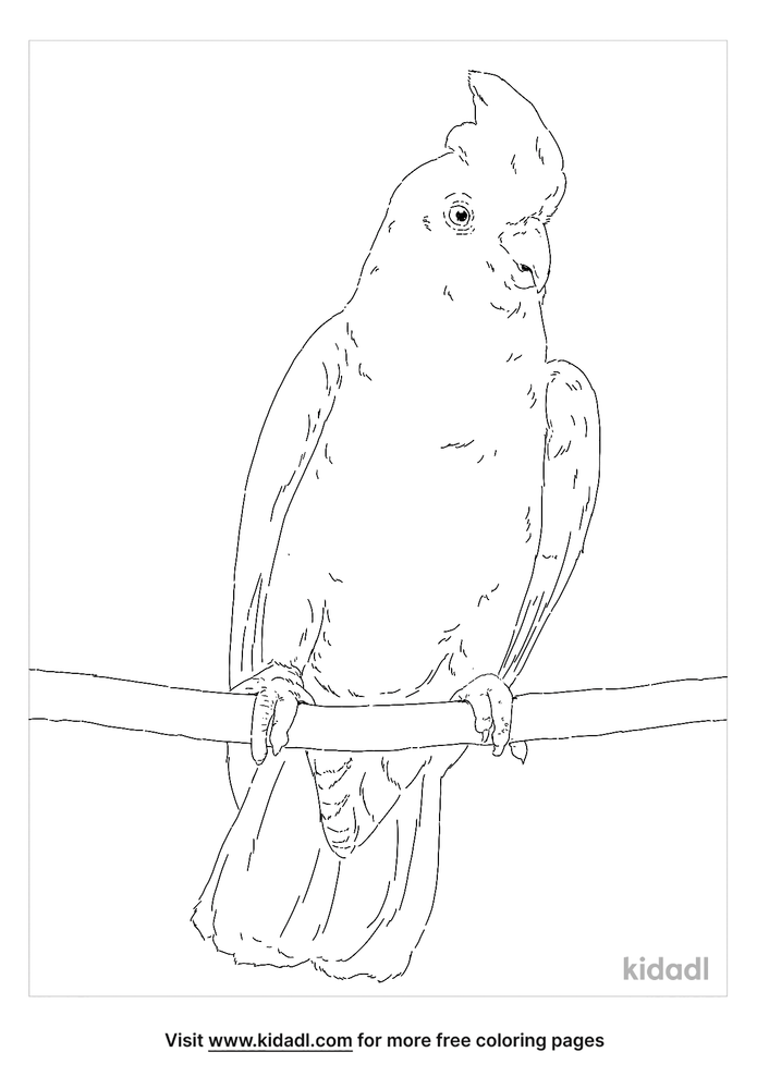 Red-Vented Cockatoo Coloring Page | Free Birds Coloring Page | Kidadl