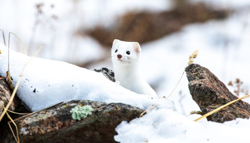 Fun Stoat Winter Coat Facts For Kids, How Many Ermine To Make A Coat