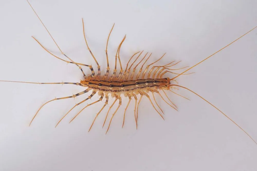 غير صالحة عمدة الفصل never step on a centipede - thomashomesva.com