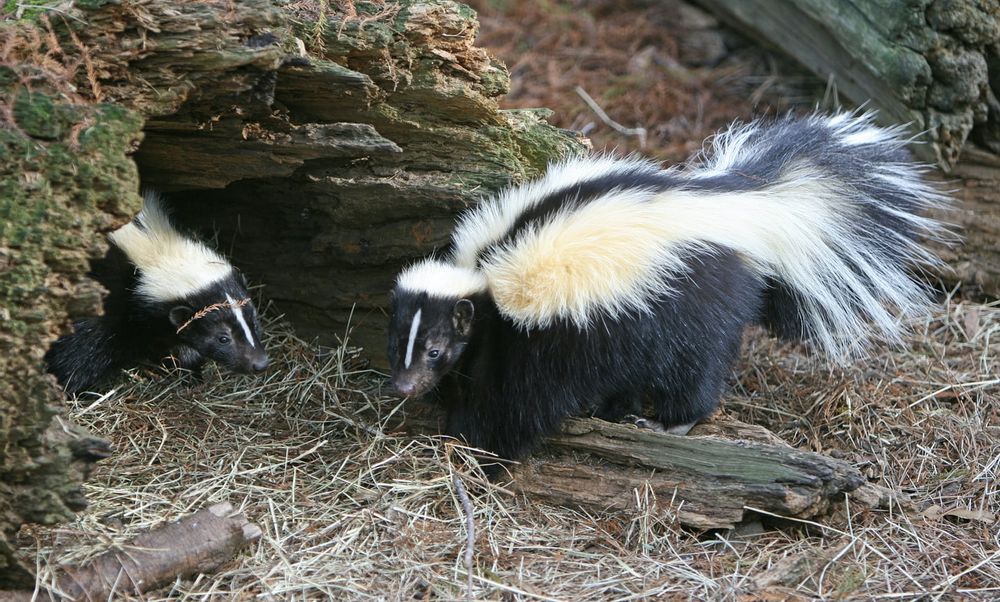 large 6078323a19b4b36867049f77 striped skunk facts are interesting for kids to know b01d933588