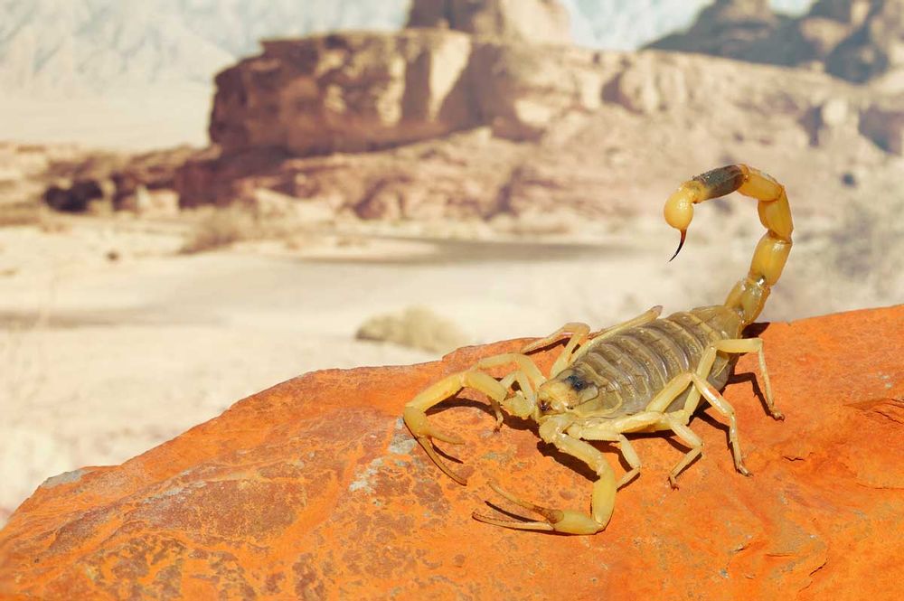 How Strong are Scorpions?