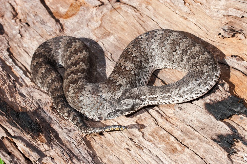 Check Out Ssseriously Cool Death Adder