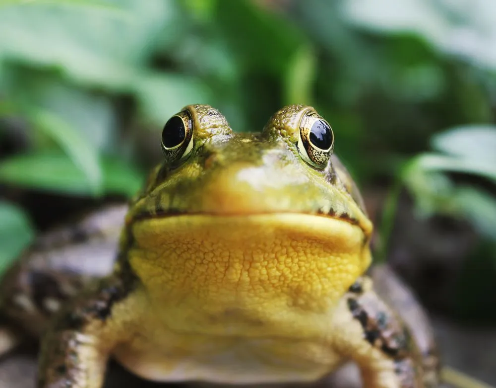 Frog anatomy and physiology facts will tell you all about the interesting amphibian.