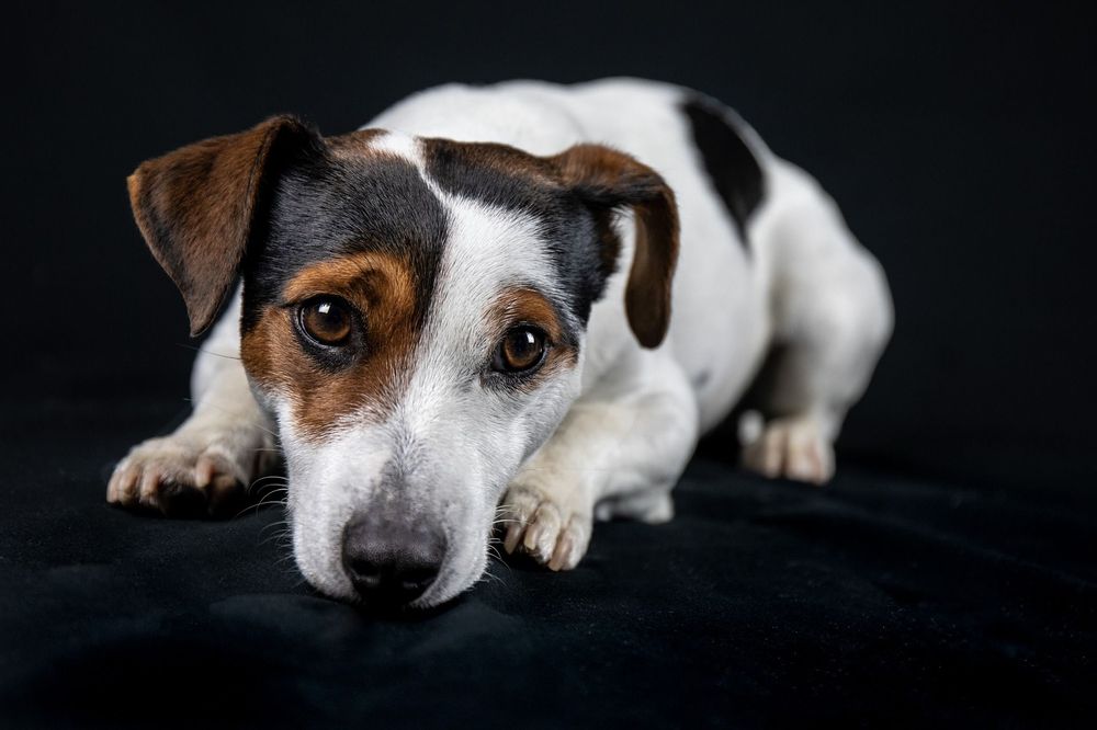 How Long Do Jack Russells Live? Crazy Lifespan Facts You Must Know