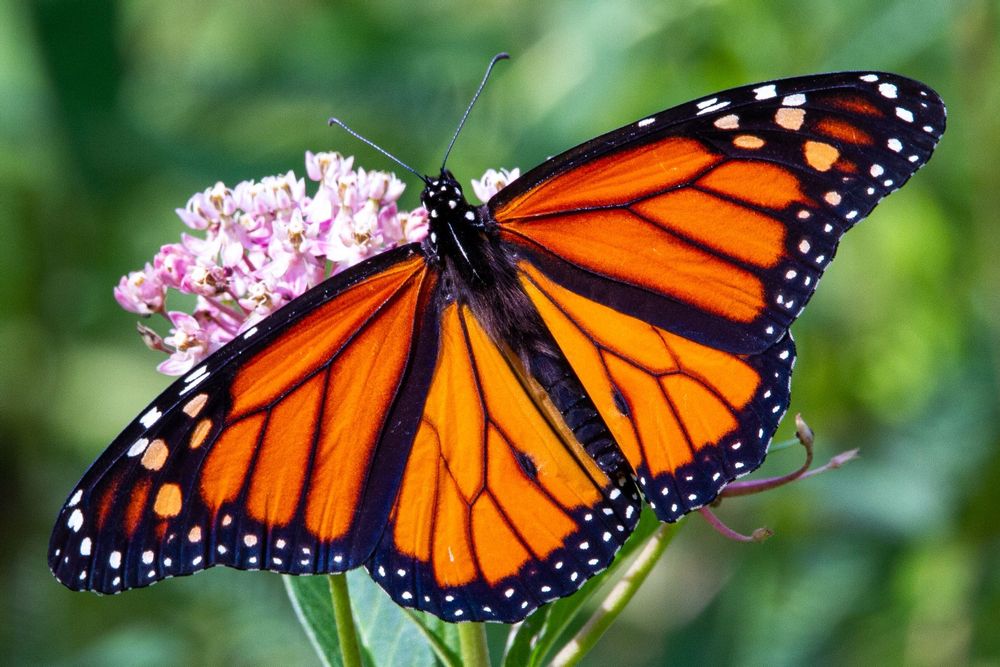 Western Monarch Day Kidadl