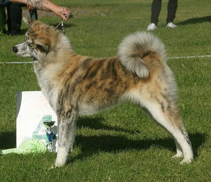 Akita spitz-type dog facts for young kids 