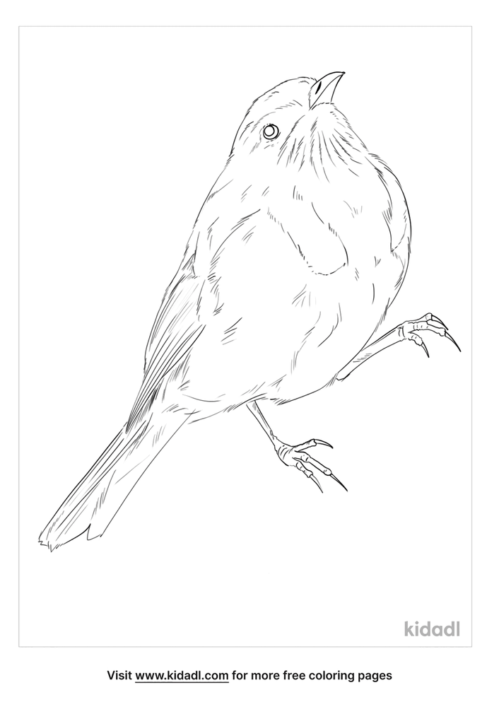 Crescent Honeyeater Coloring Page | Free Birds Coloring Page | Kidadl