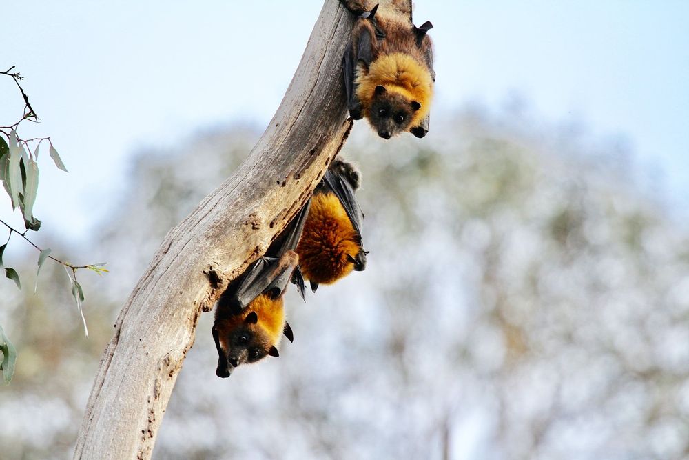 What Is A Group Of Bats Called? Interesting Facts For Kids