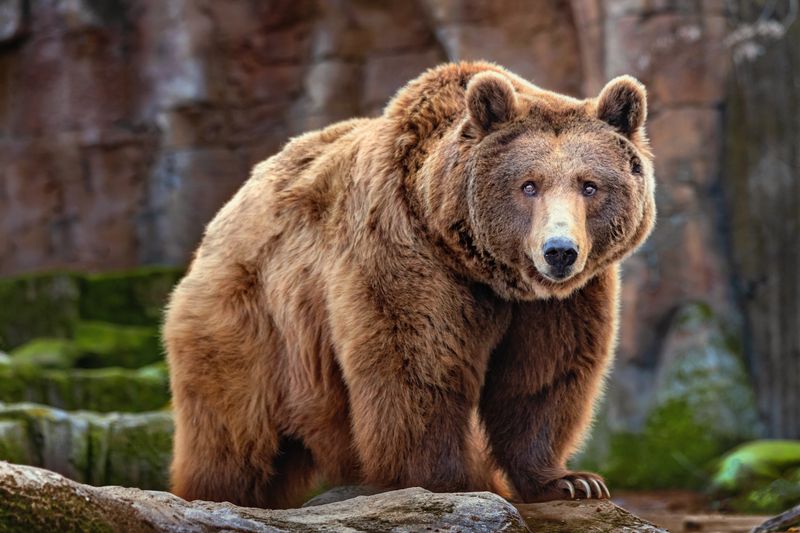 Picture of a big brown bear.