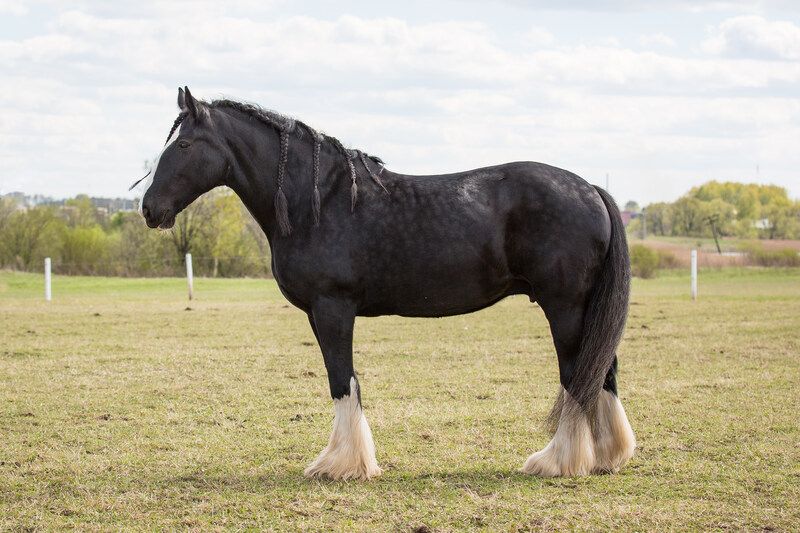 Shire horse in a field.