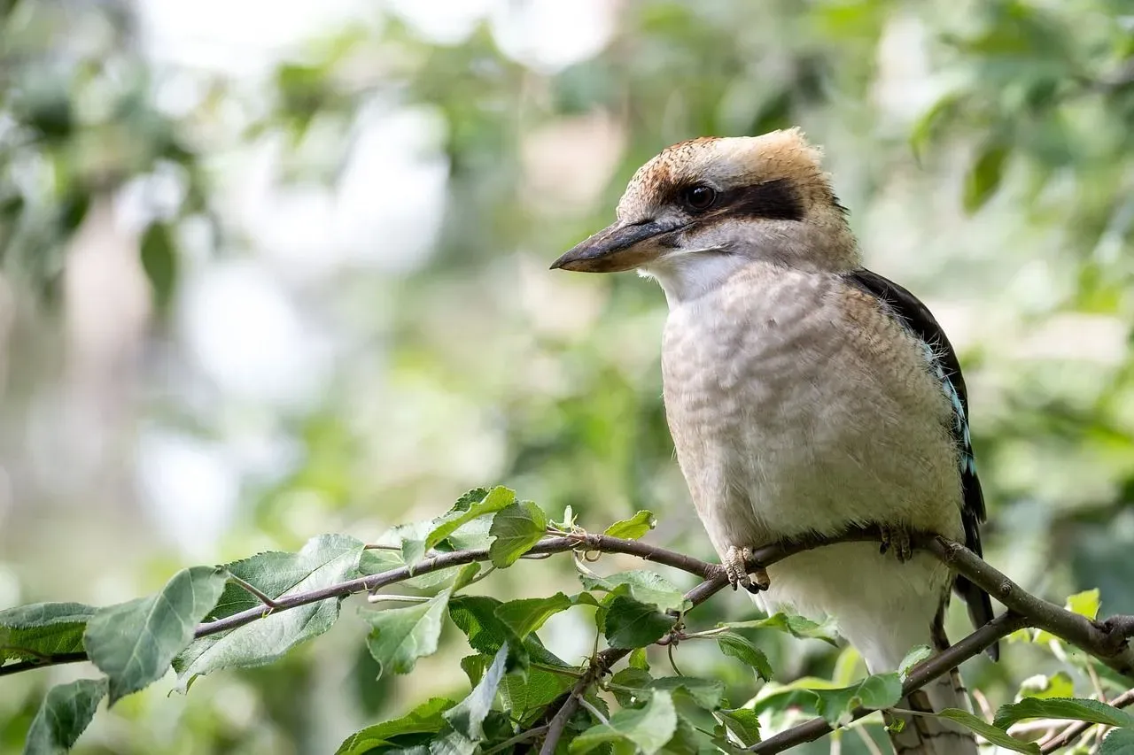 There are different calls for laughing kookaburras. Learn about the laughing kookaburra here.