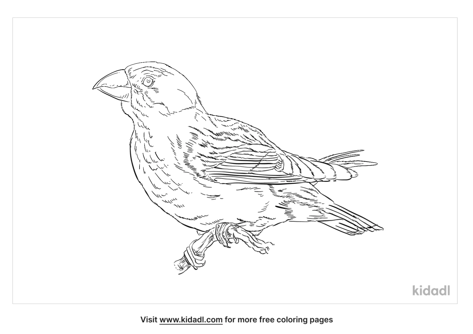 Laysan Finch Coloring Page