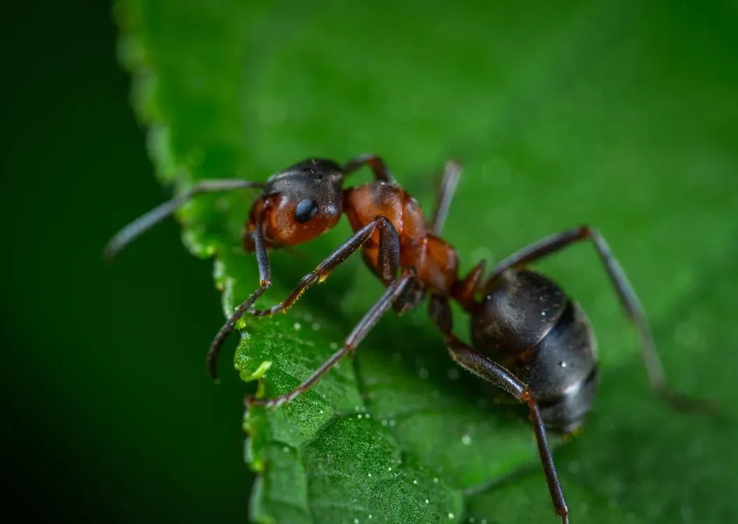 Interesting leafcutter ant soldier facts are fascinating.