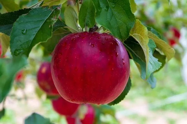 To celebrate Eat a Red Apple Day, get some fresh apples from the supermarket.
