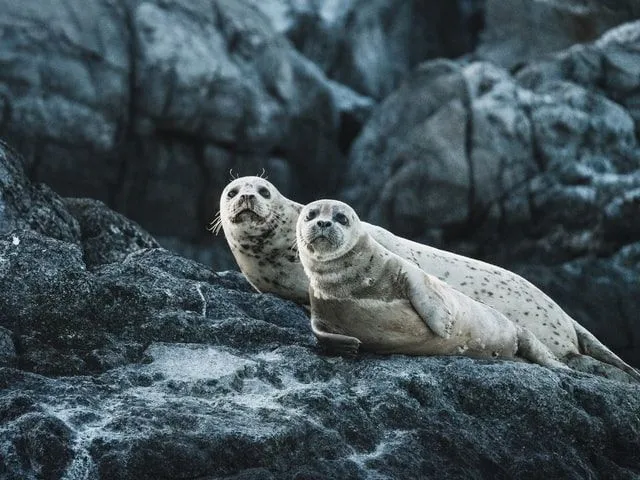 Seals are marine mammals