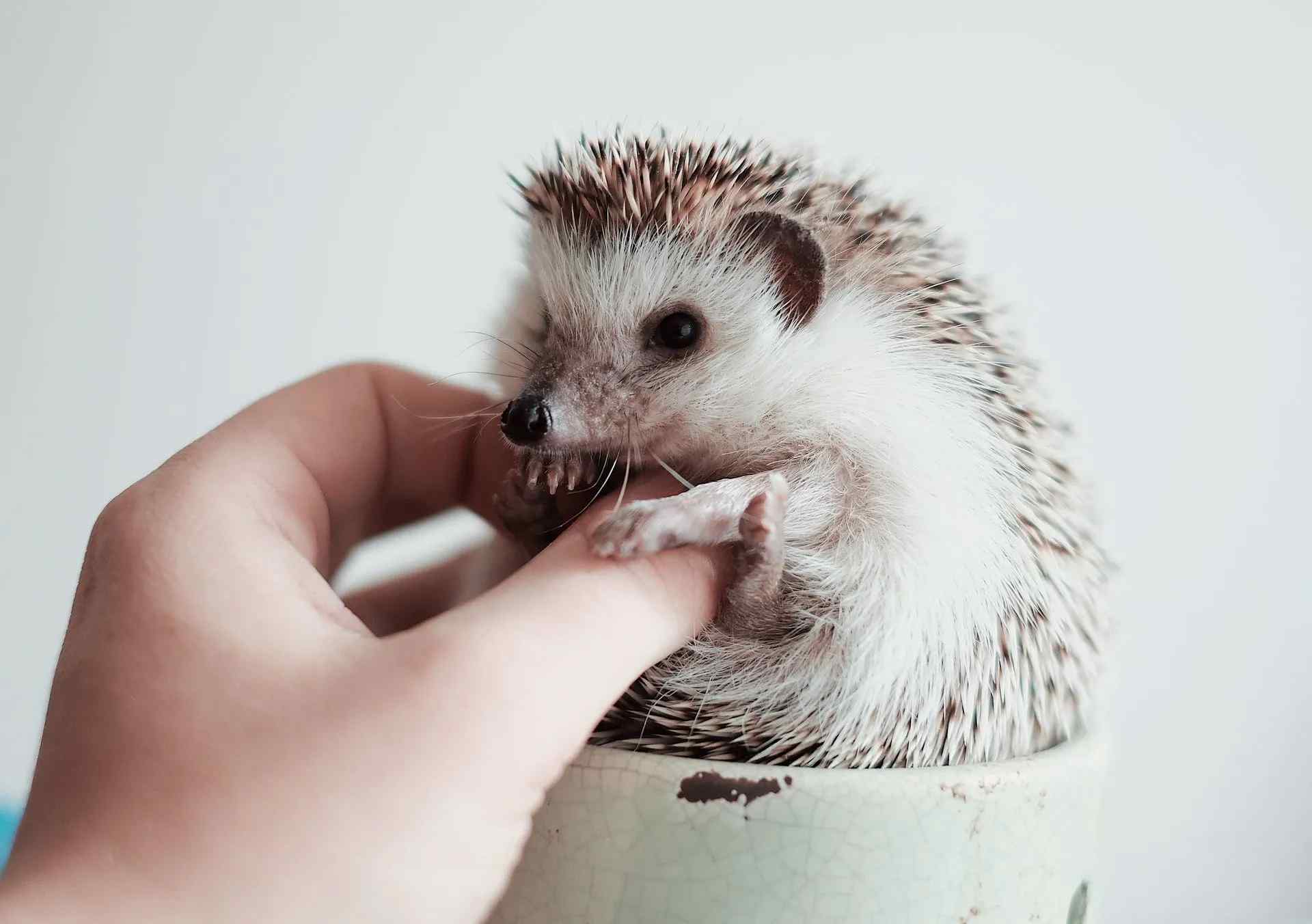 Hedgehogs are known to be excellent as pets. Get a prickly ball of cuteness if you don't have one already.