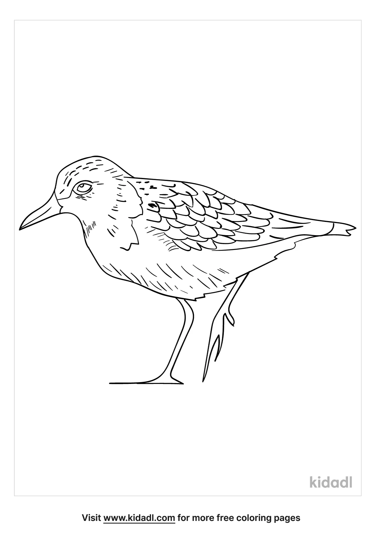 Least Sandpiper Coloring Page