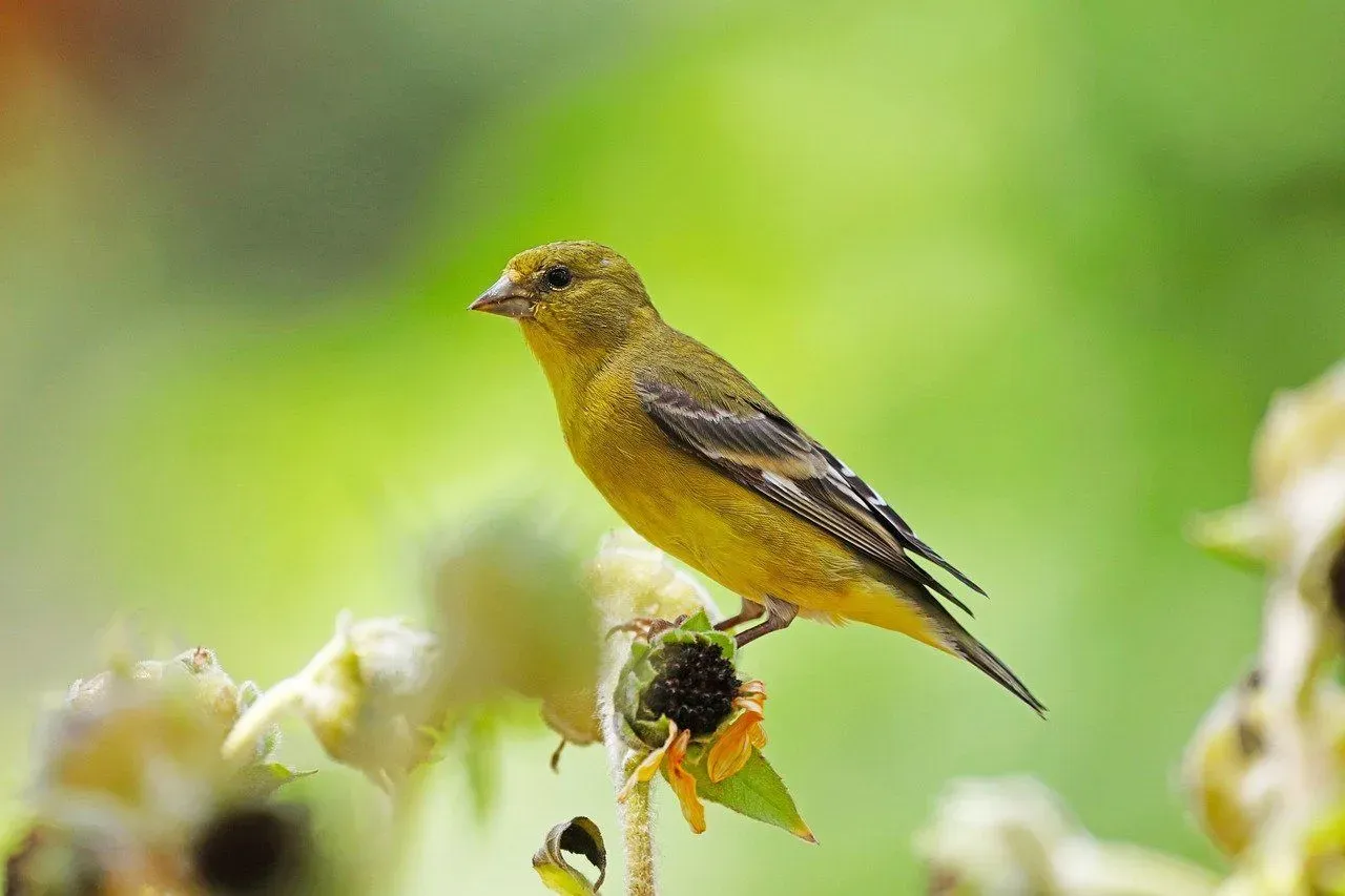 Lesser Goldfinch facts about the North American birds.