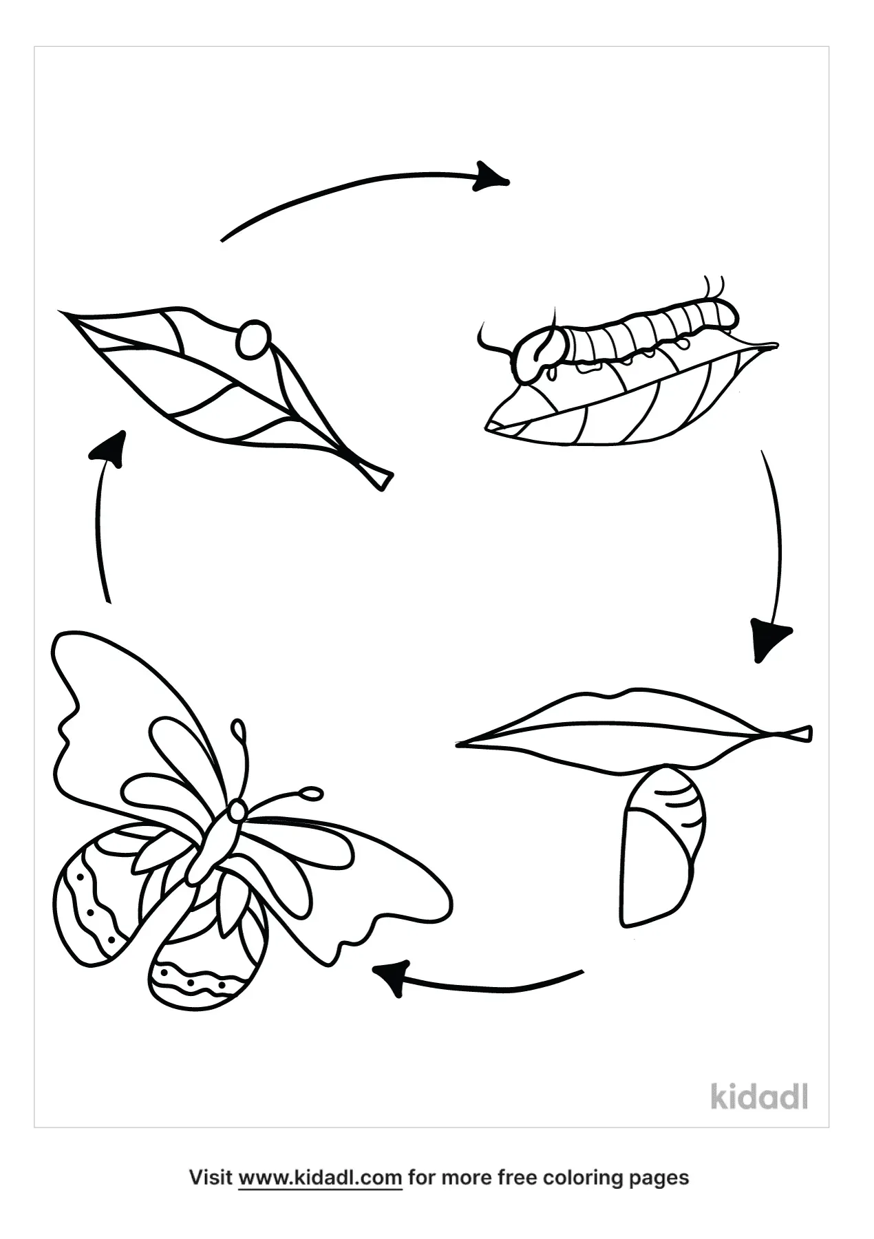 Cell Cycle Coloring Page | Free Science Coloring Page | Kidadl