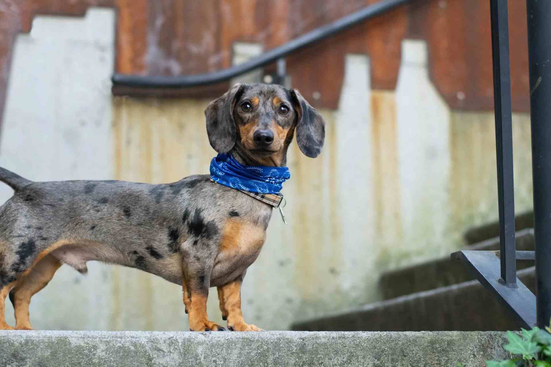 how long will my dachshund live