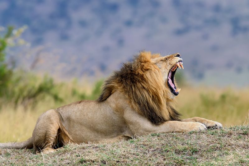 Is A Lion A Carnivore? Where Do They Stand In The Animal Kingdom? | Kidadl