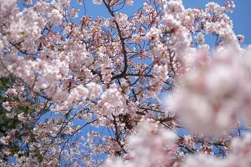 cherry blossom tree related japanese baby names