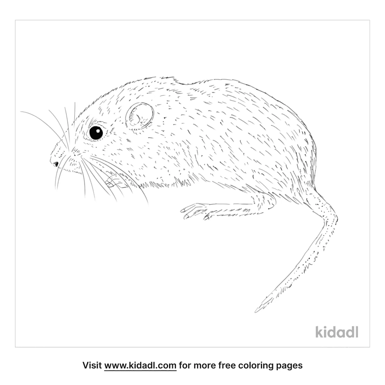 triple Production Institute Free Little Pocket Mouse Coloring Page | Coloring Page Printables | Kidadl