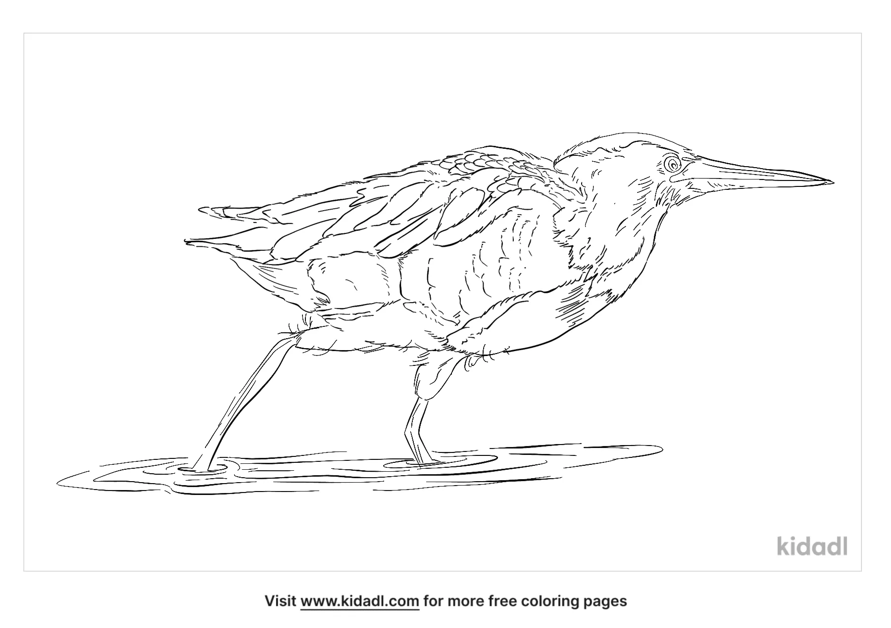 Little Bittern Coloring Page