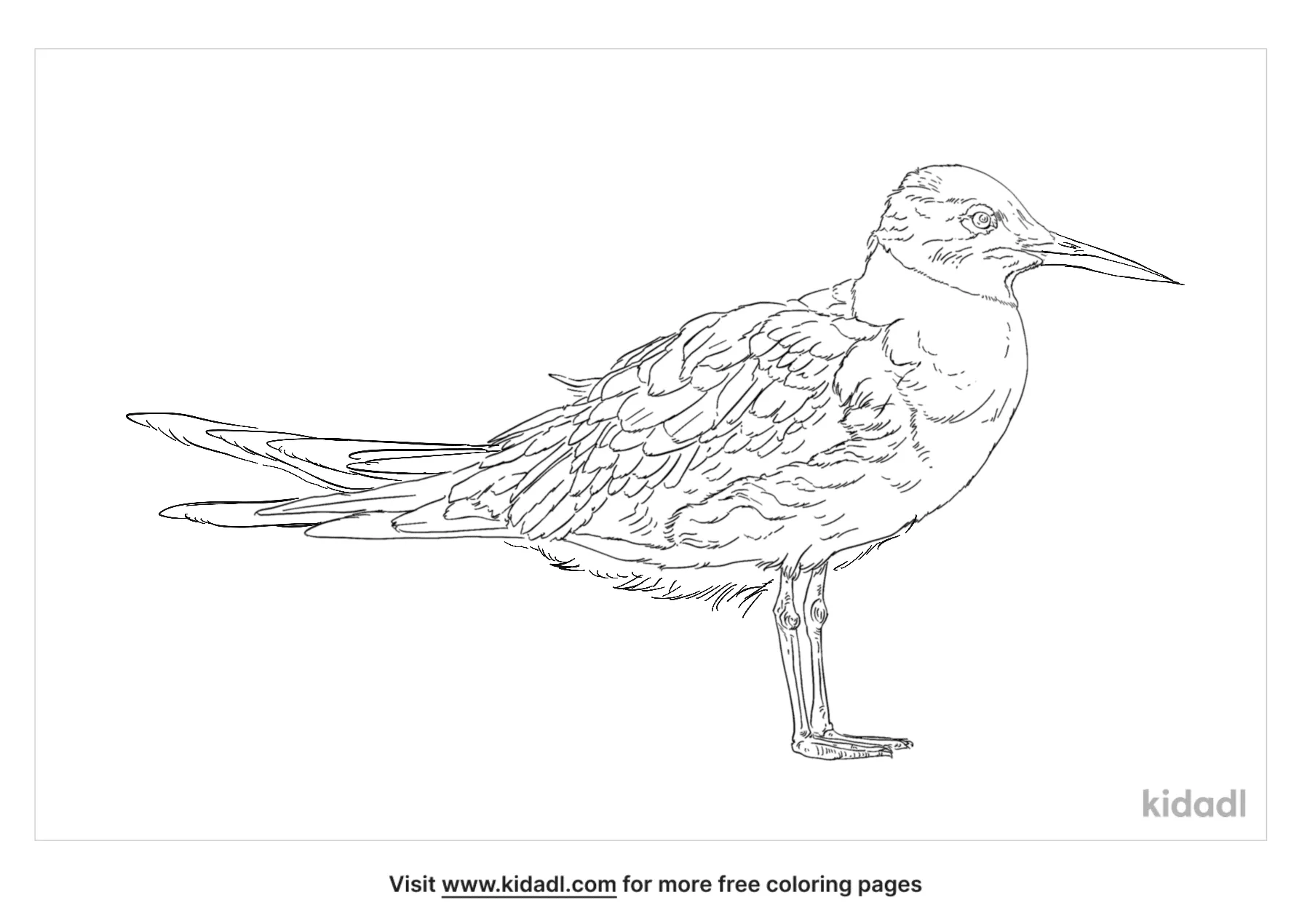 Little Tern Coloring Page