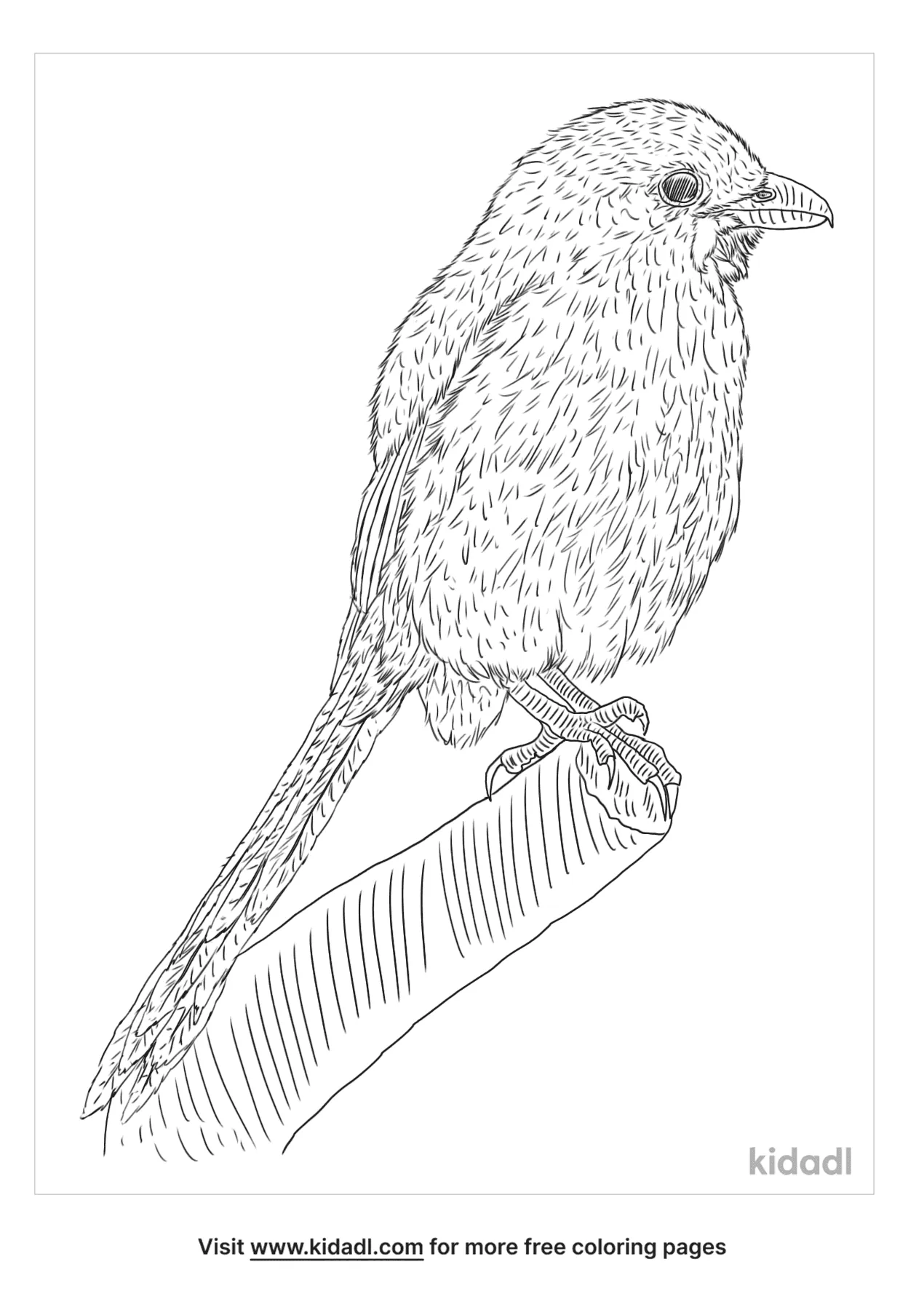 Long Tailed Shrike Coloring Page
