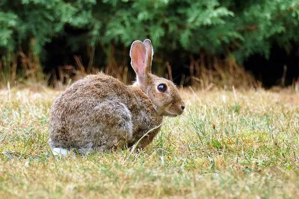 Interesting long eared european rabbit fun facts