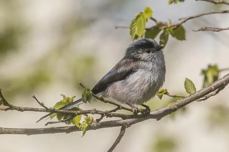 Kids love to read long-tailed tit facts.