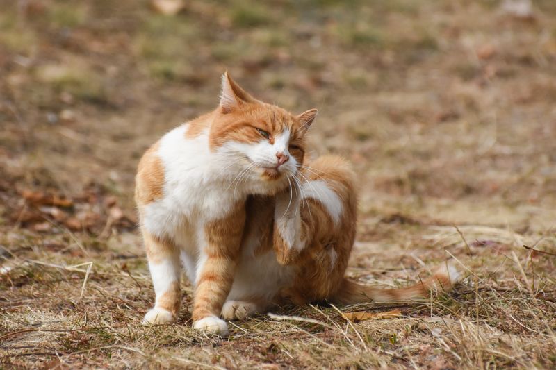 Orange cat scratching in yard.