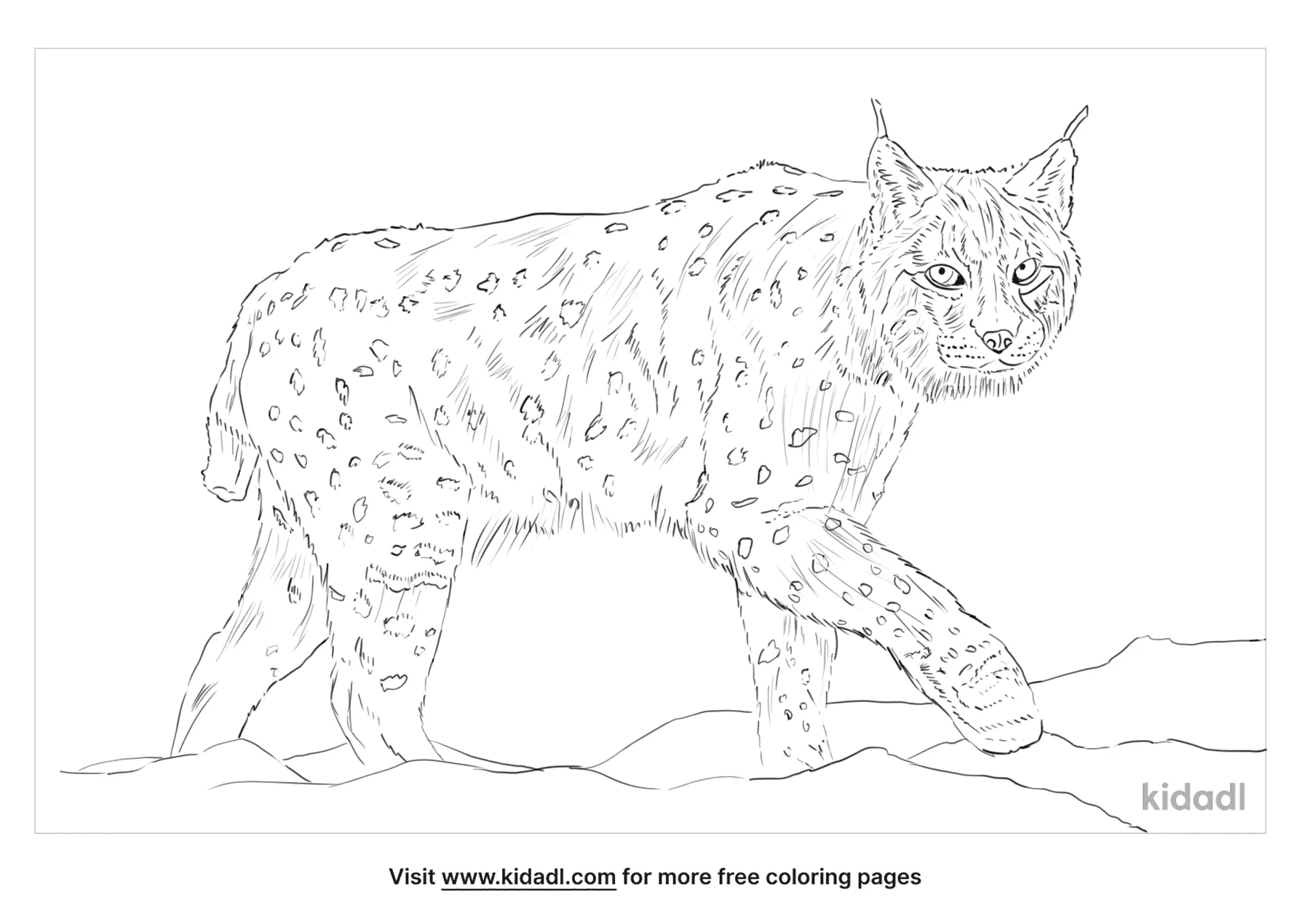 Lyn And Bobcat Coloring Page